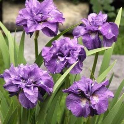 Iris sibirica 'Imperial Opal'